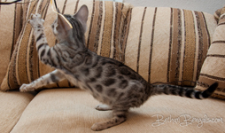 Bengal cat silber rosetted